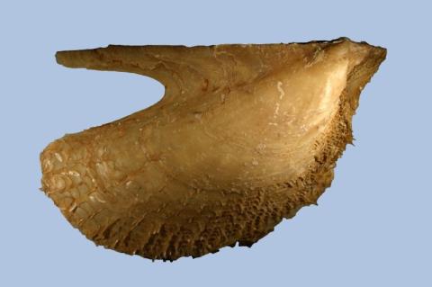 Pteria hirundo The Conchological Society of Great Britain and Ireland